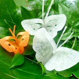 大根と人参の　蝶々